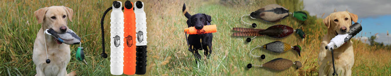 Dog Training